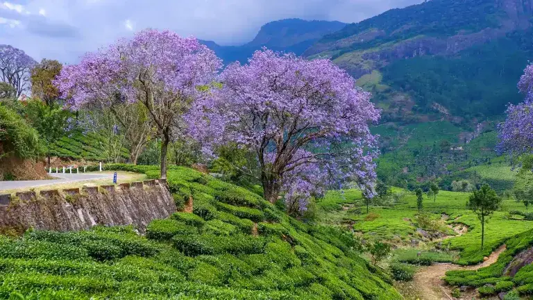 Munnar rolling tea plantations