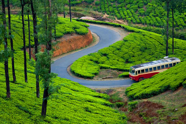 Munnar Rolling Green Tea Plantations